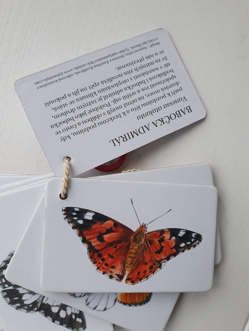 kapesni atlas motyli