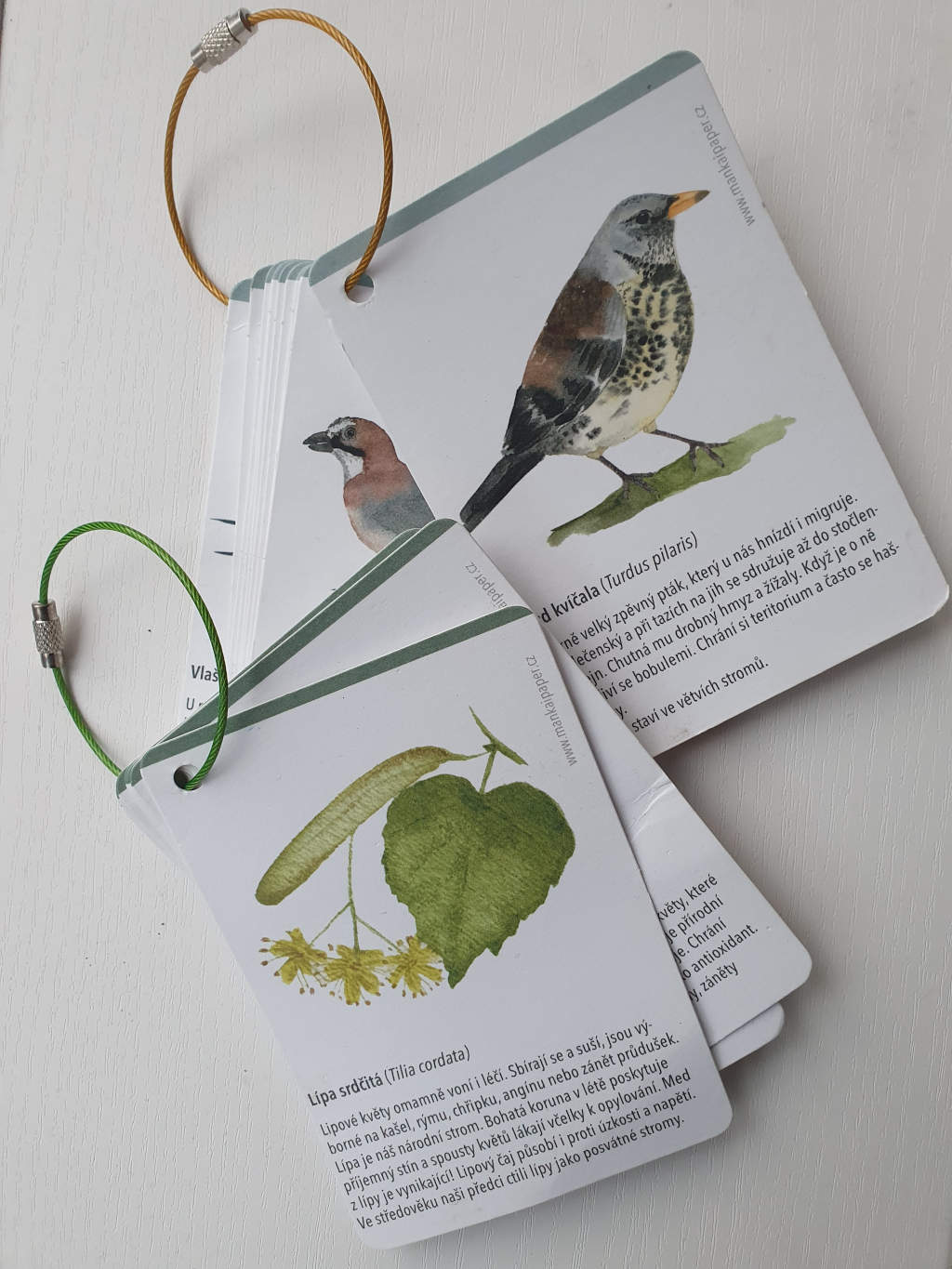 Karticky do prirody ptaci a motyli