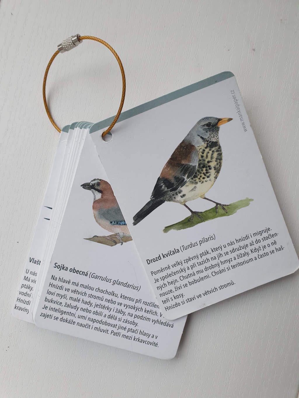 karticky do prirody ptaci